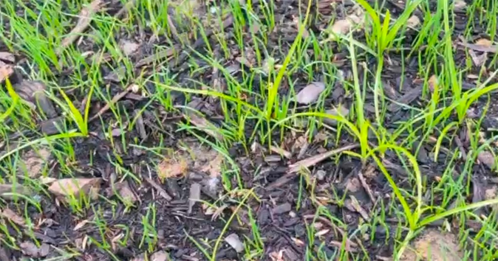 Nutsedge weed growing among new grass seedlings in a lawn patch
