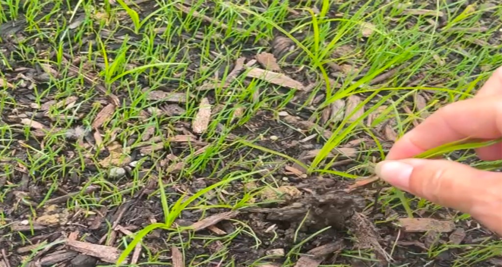 Pulled nutsedge with visible roots and triangular stems